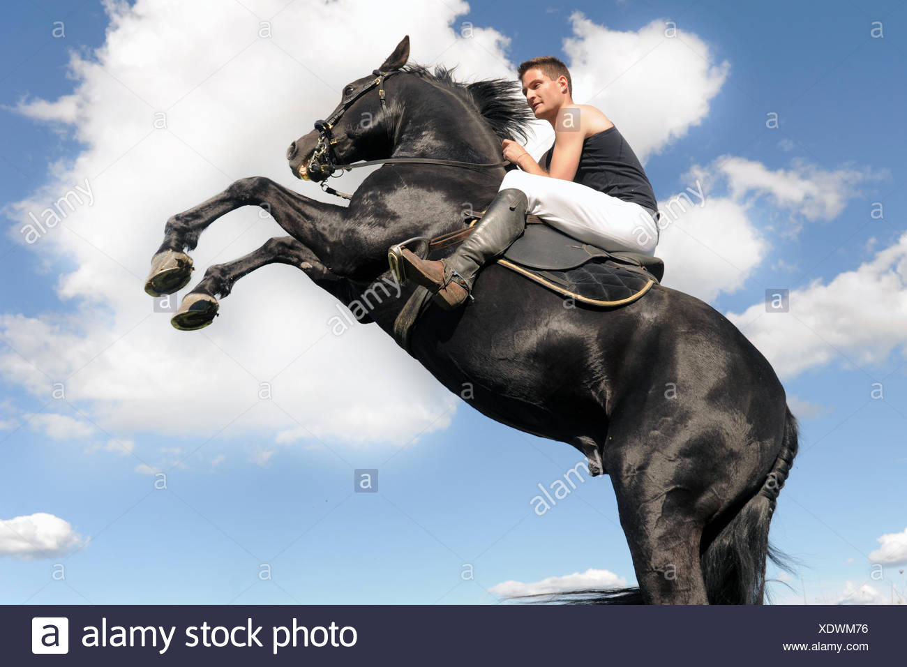 Man Rearing Horse High Resolution Stock Photography and Images - Alamy