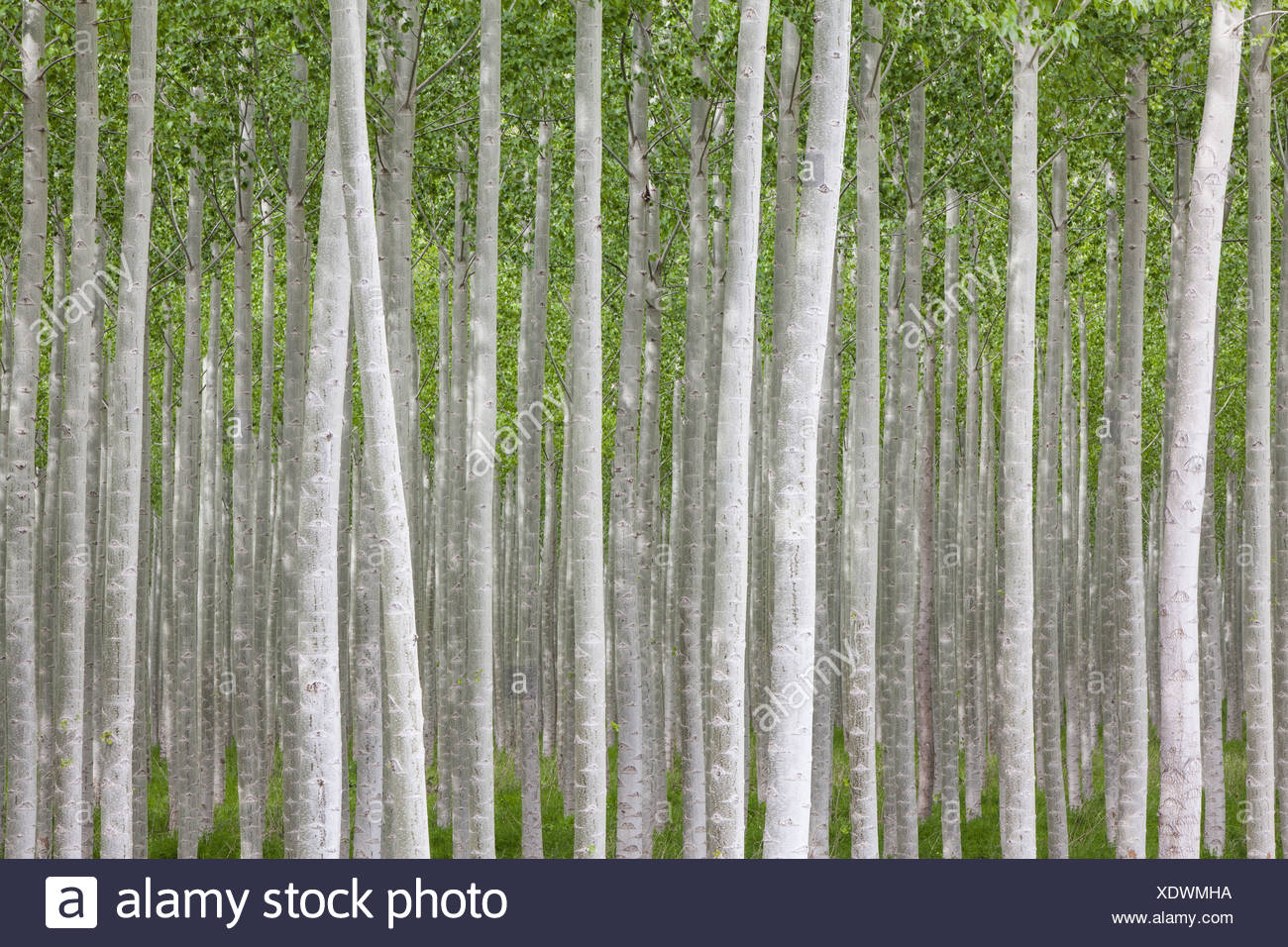 Poplar Tree Farm High Resolution Stock Photography and Images Alamy