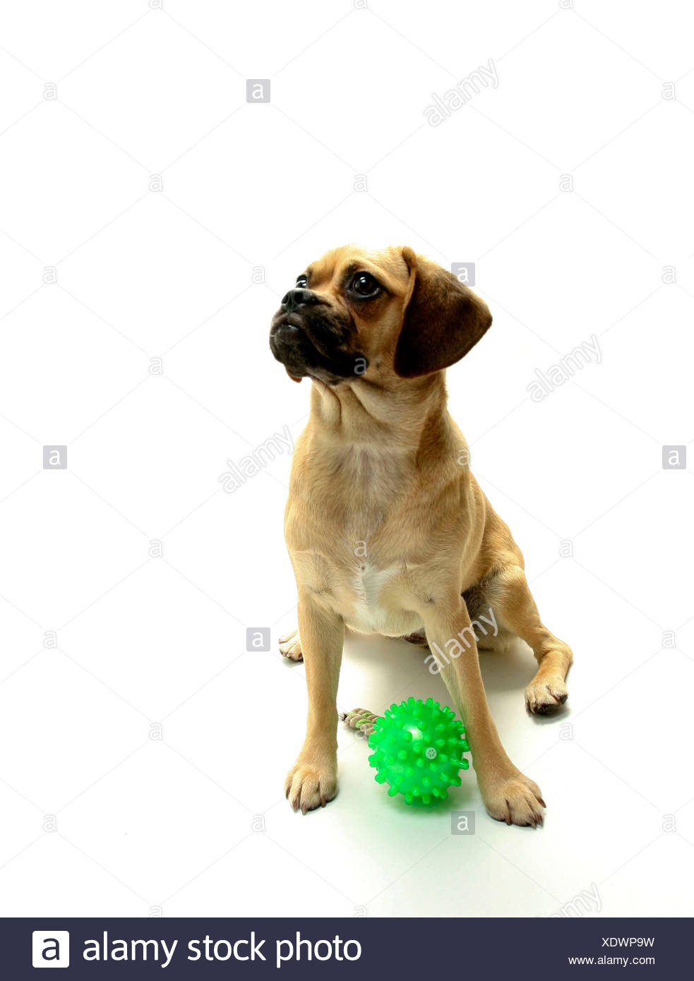 Dog With Dummy High Resolution Stock Photography and Images Alamy
