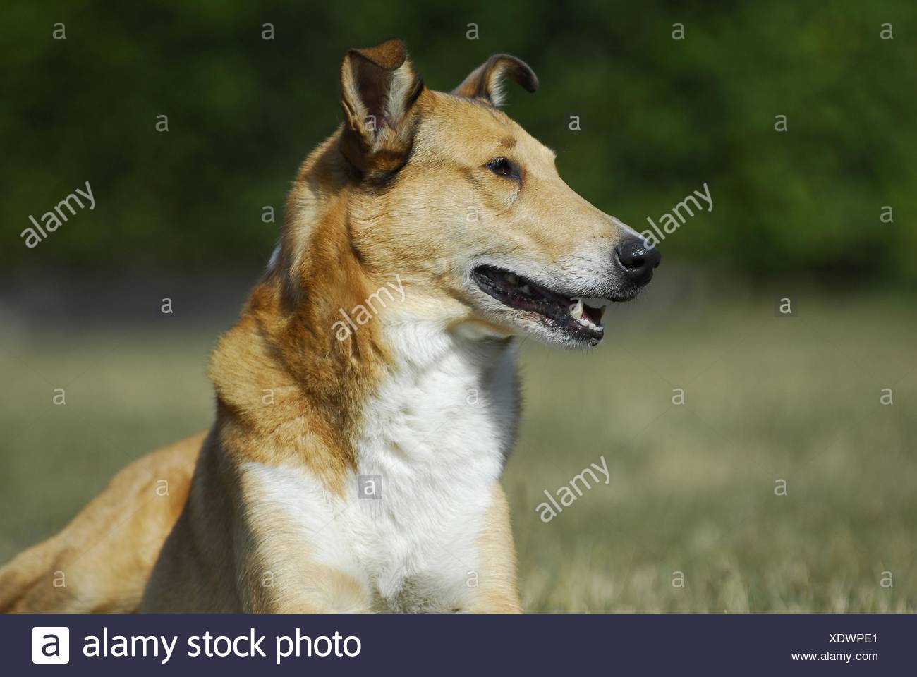 Shorthaired Collie Stock Photo 283922857 Alamy