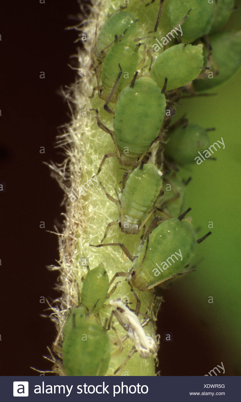 Pomi Stock Photos & Pomi Stock Images - Alamy