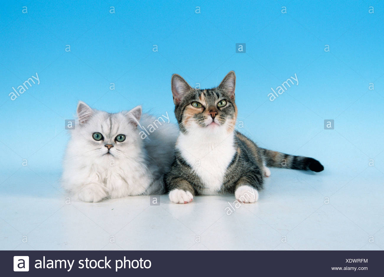 Domestic Cat And Persian Cat Stock Photo 283923688 Alamy
