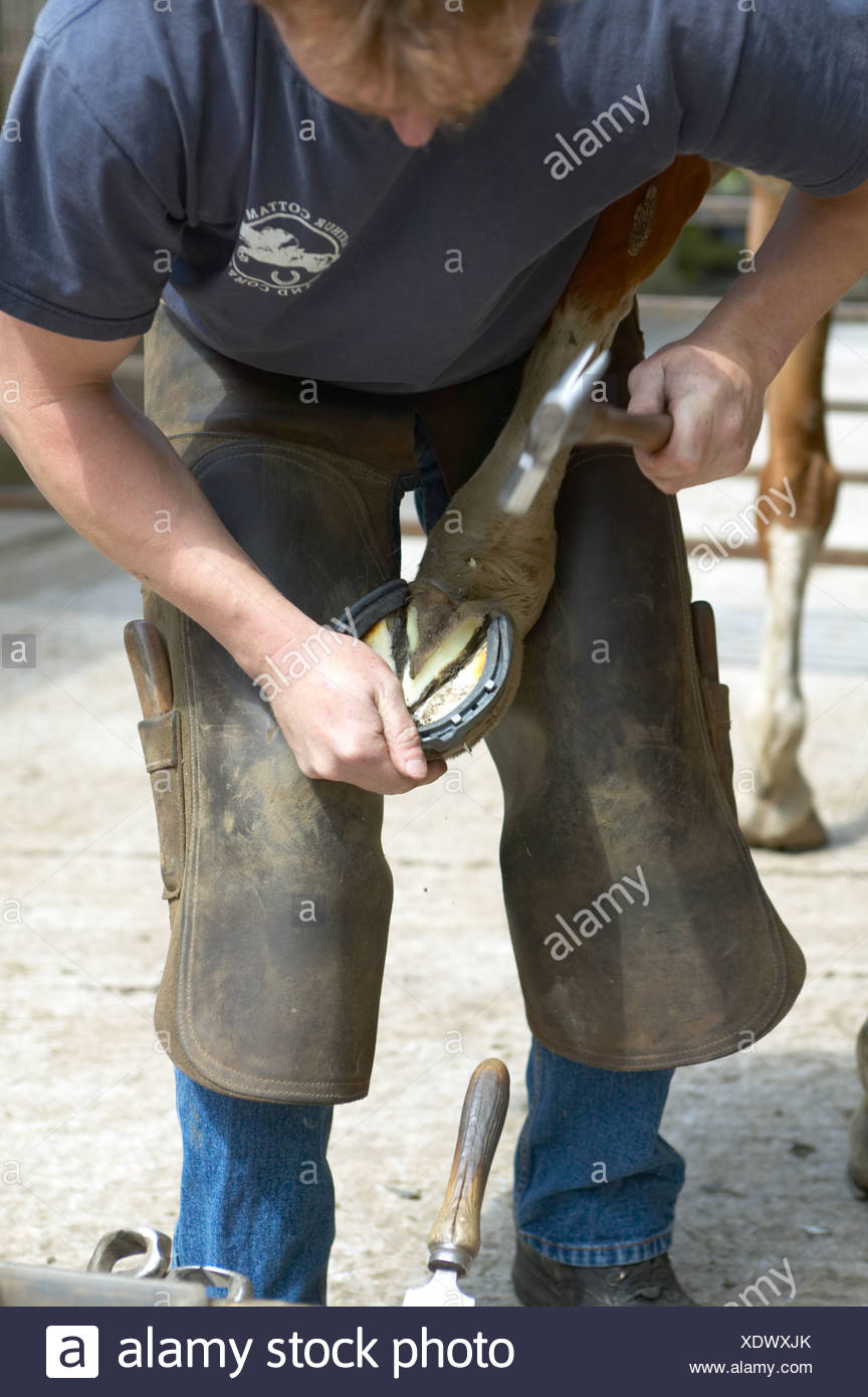 Farrier Shoeing Horse Uk High Resolution Stock Photography and Images