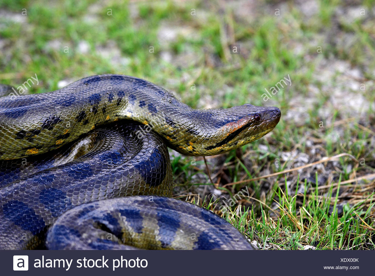 Green Anaconda Eunectes Murinus High Resolution Stock Photography and ...