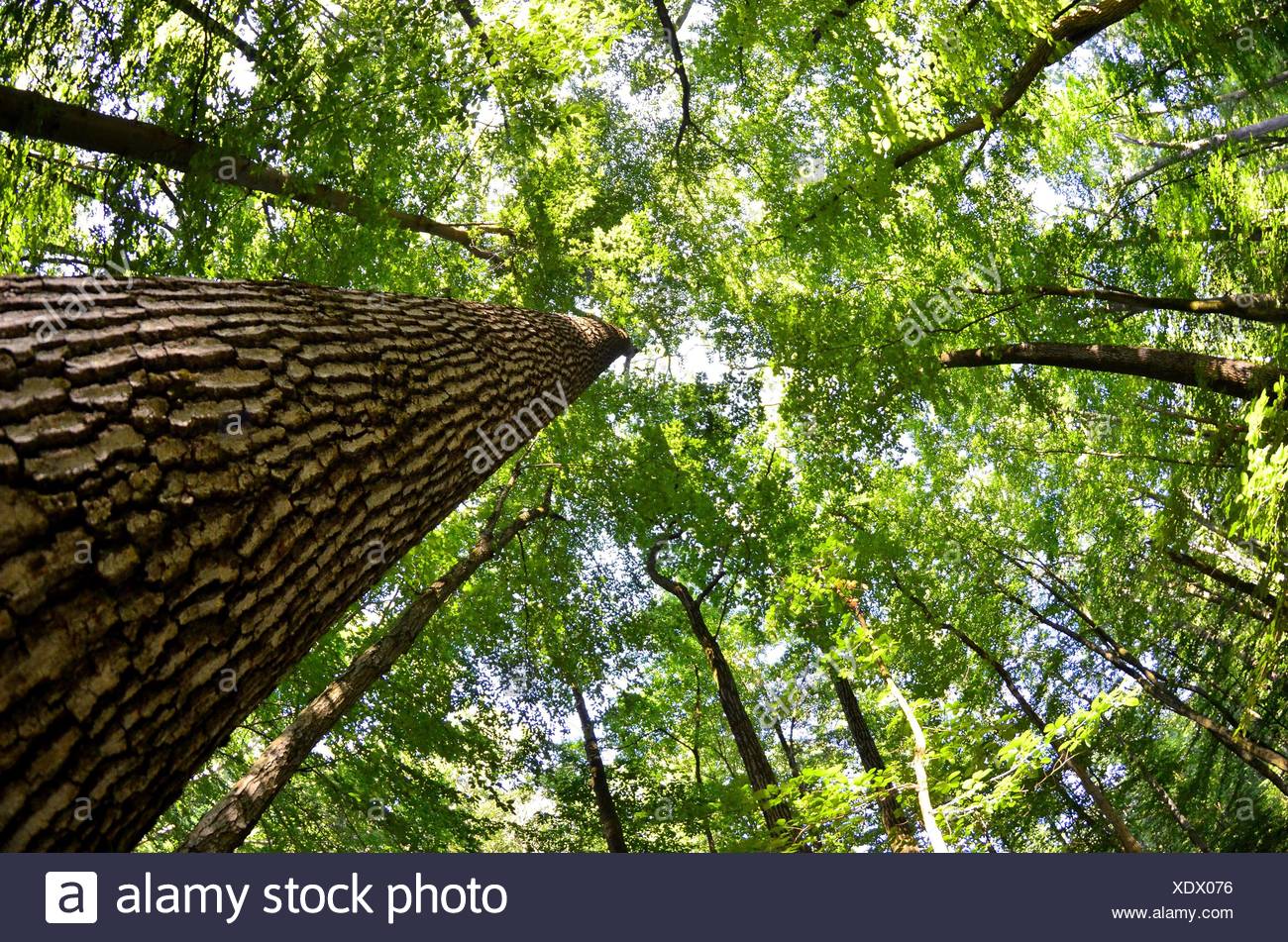 Urban Tree Canopy High Resolution Stock Photography and Images - Alamy