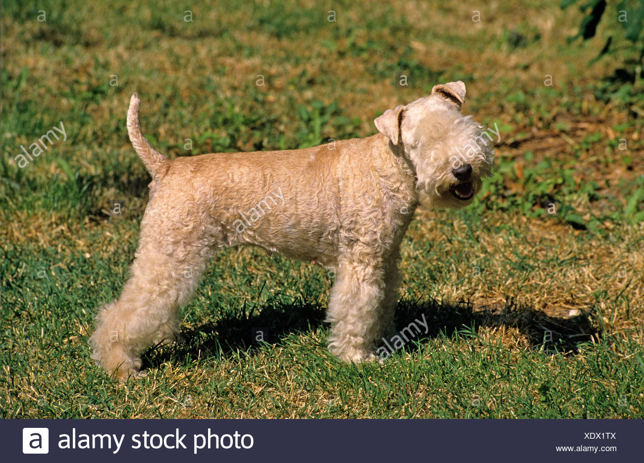 miniature lakeland terrier