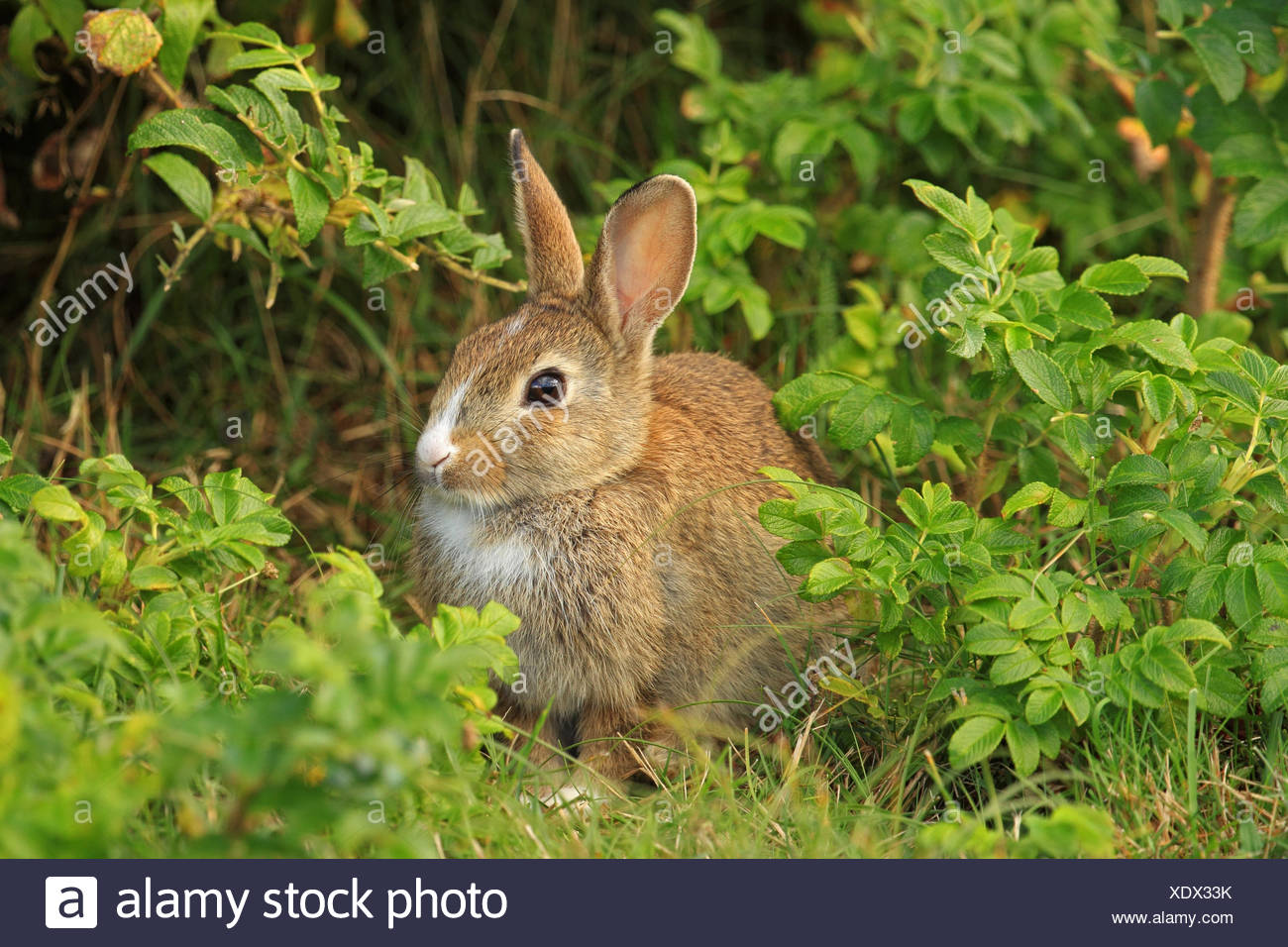 Sylt Rose Stock Photos Sylt Rose Stock Images Alamy