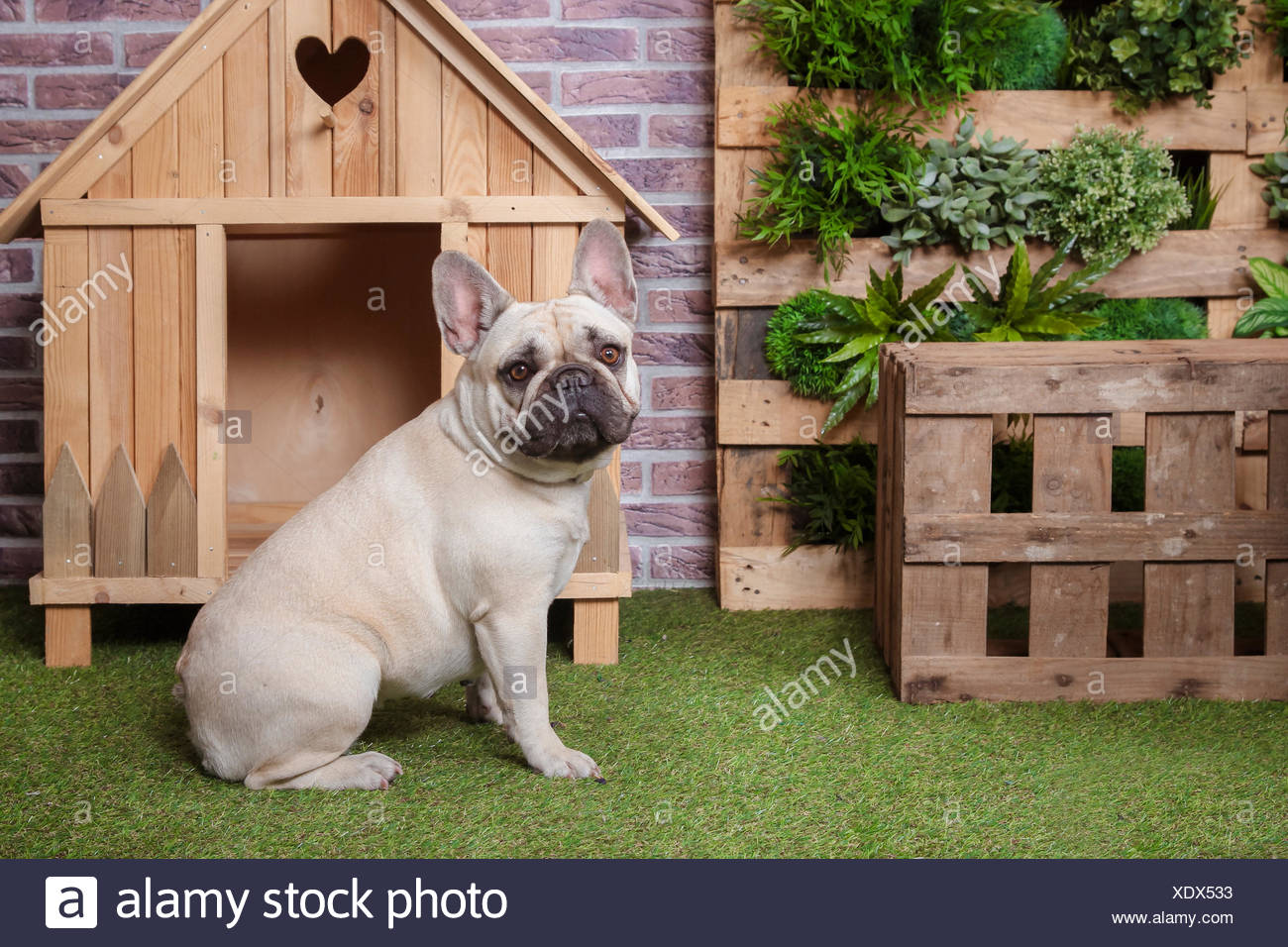 french bulldog house