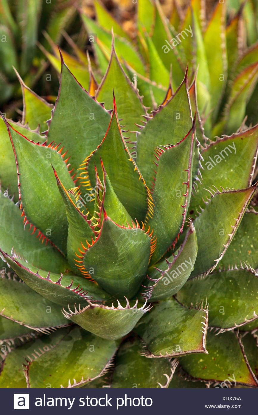 Agave Thorns Stock Photos & Agave Thorns Stock Images Alamy