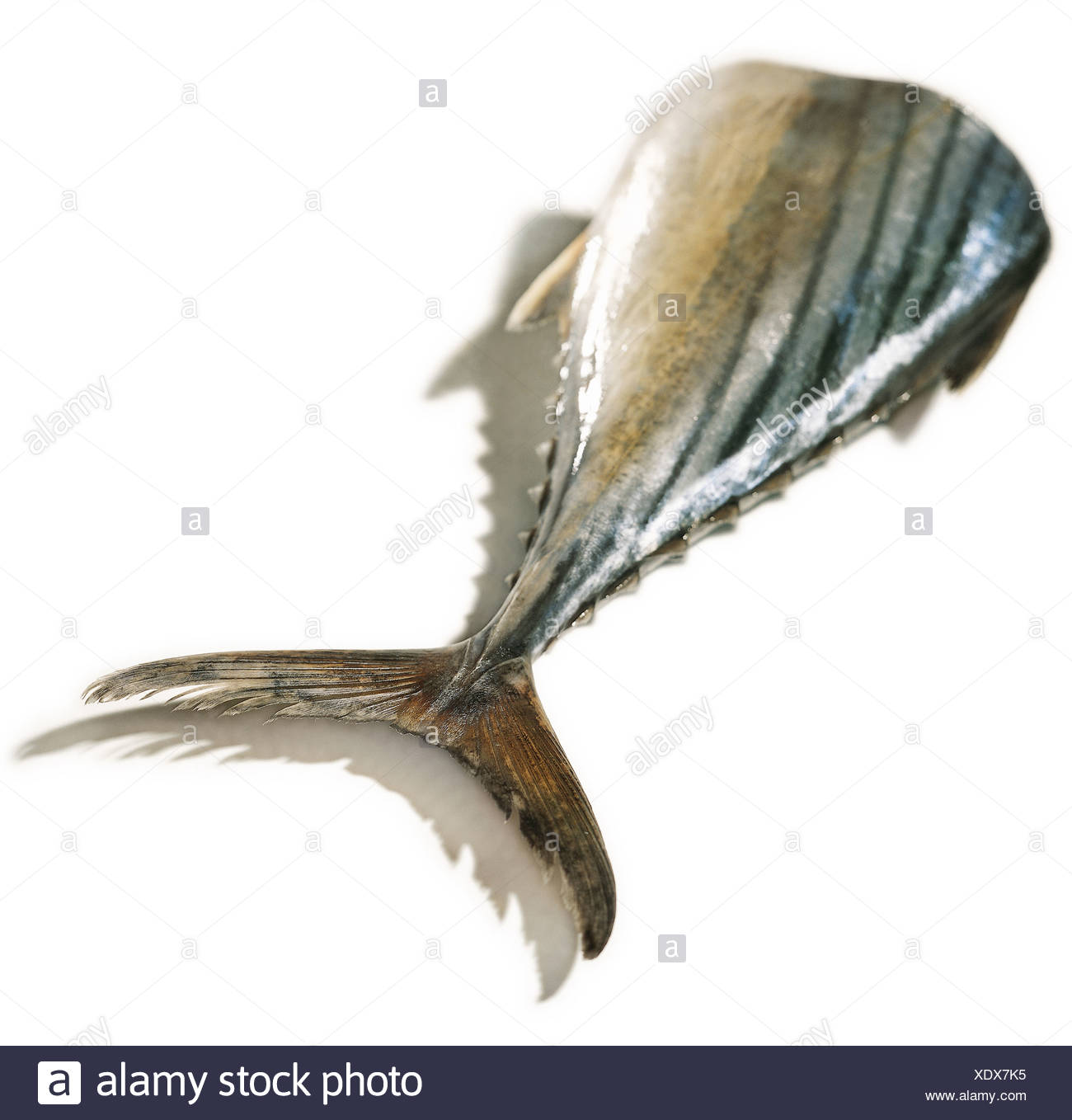 Tuna Tail High Resolution Stock Photography and Images Alamy