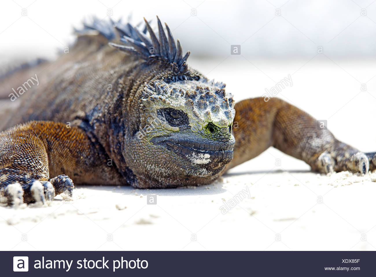 Cruz E Stock Photos Cruz E Stock Images Page 2 Alamy - 