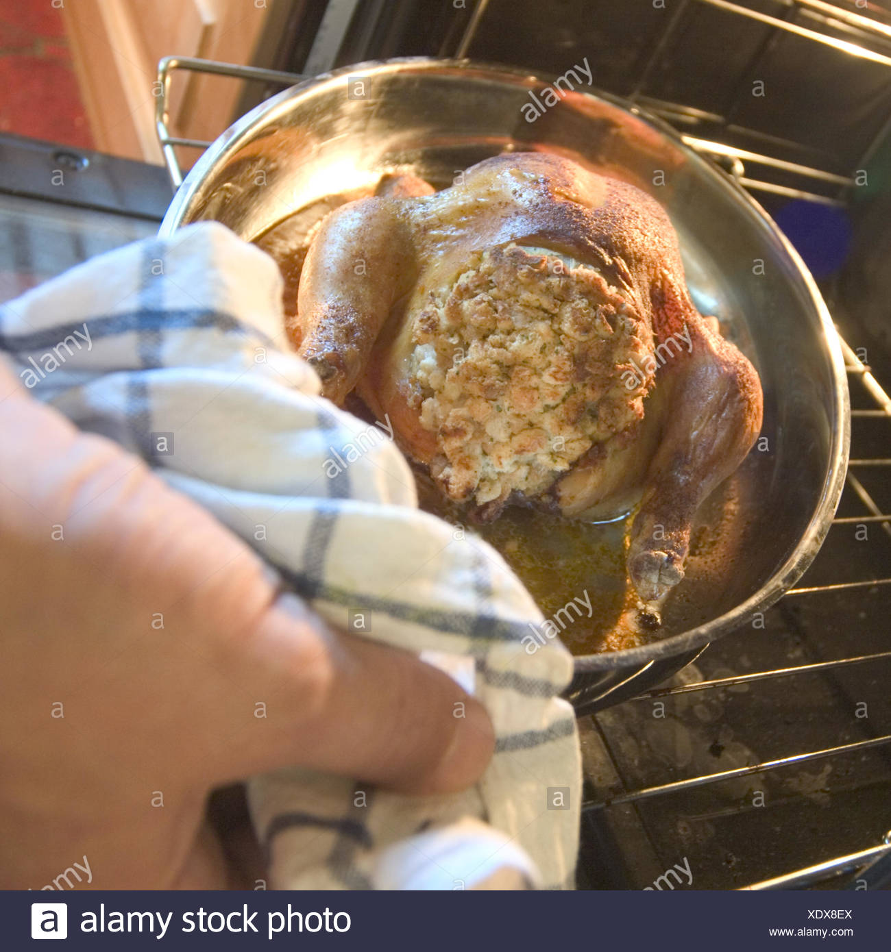 Broiler Chickens Stock Photos & Broiler Chickens Stock Images Alamy