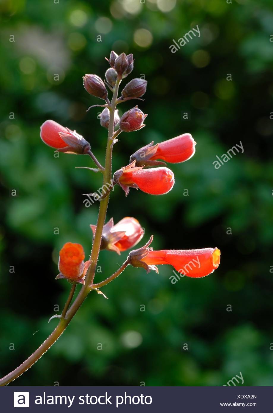 eccremocarpus Stock Photo