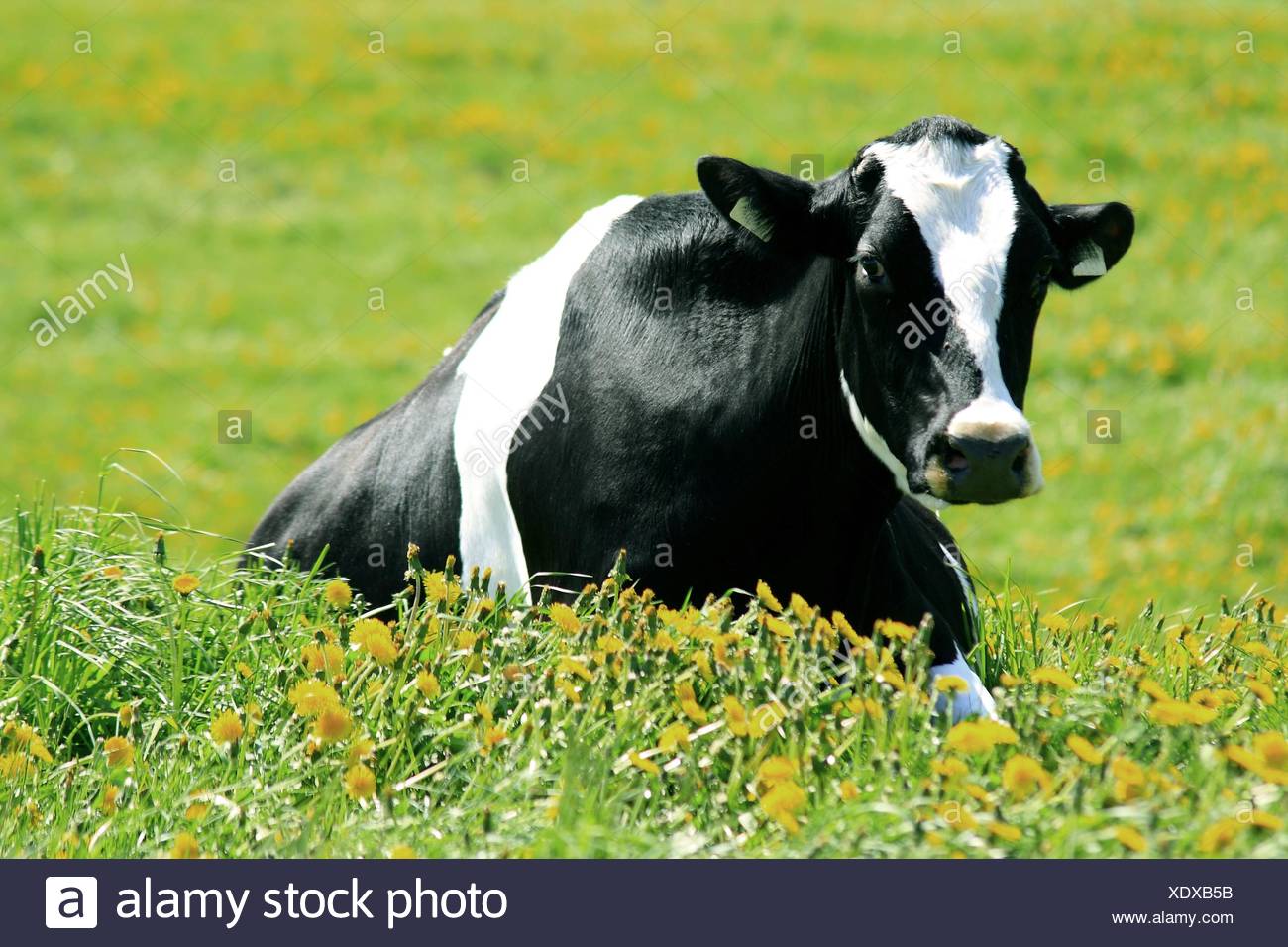 Holstein Cow Lying Down High Resolution Stock Photography and Images ...