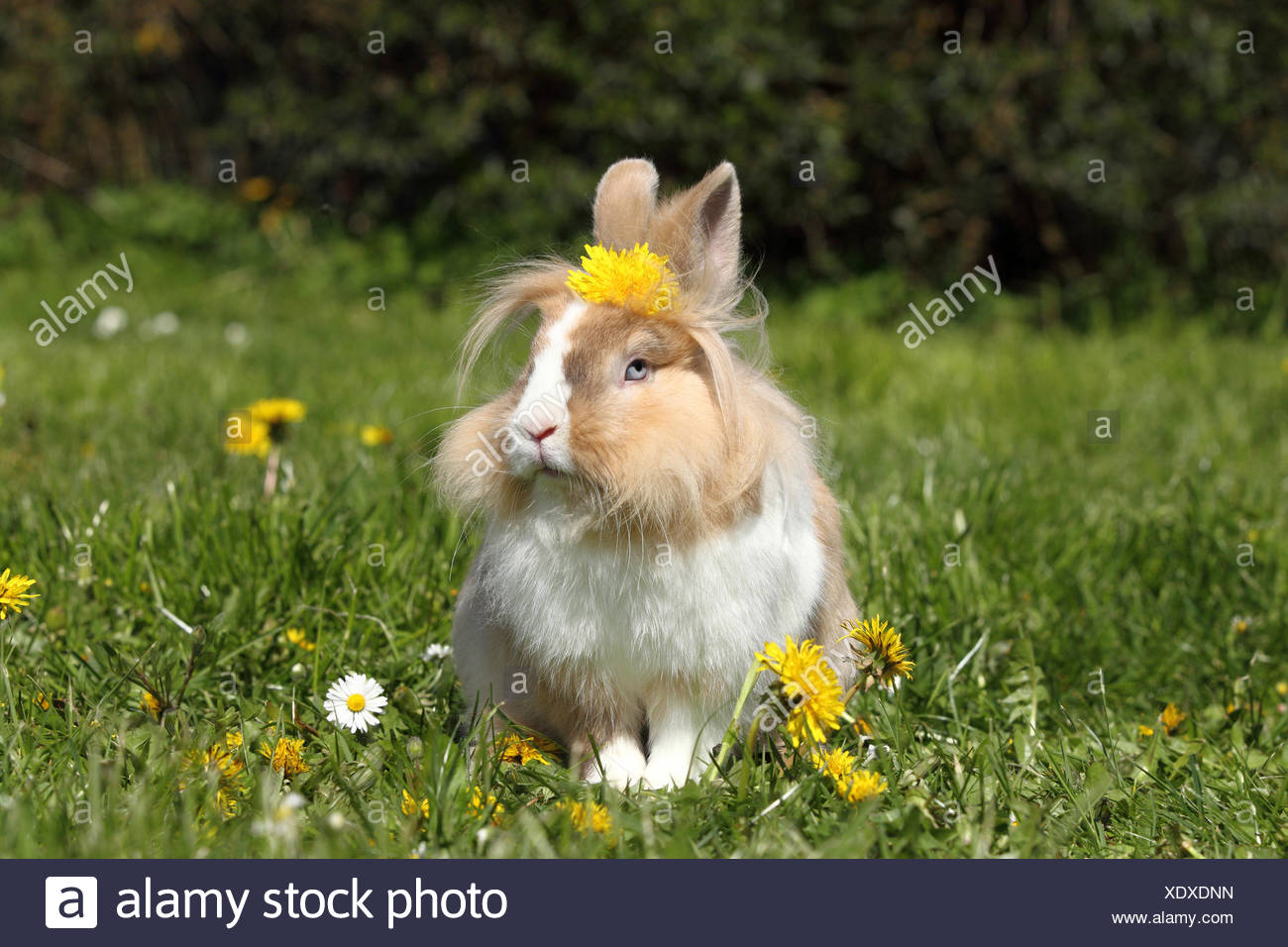 adult lionhead