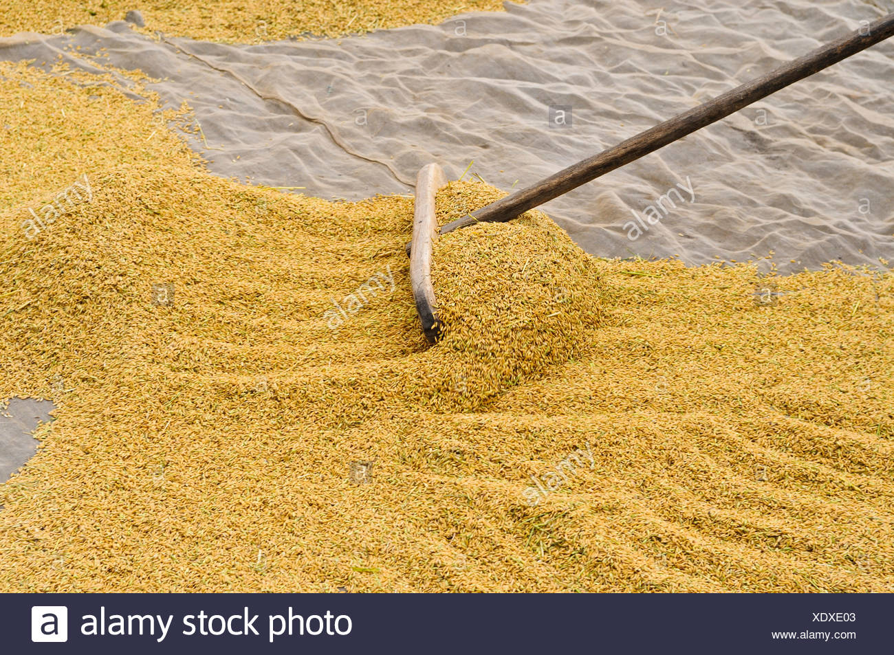 Rice Drying Stock Photos & Rice Drying Stock Images Alamy