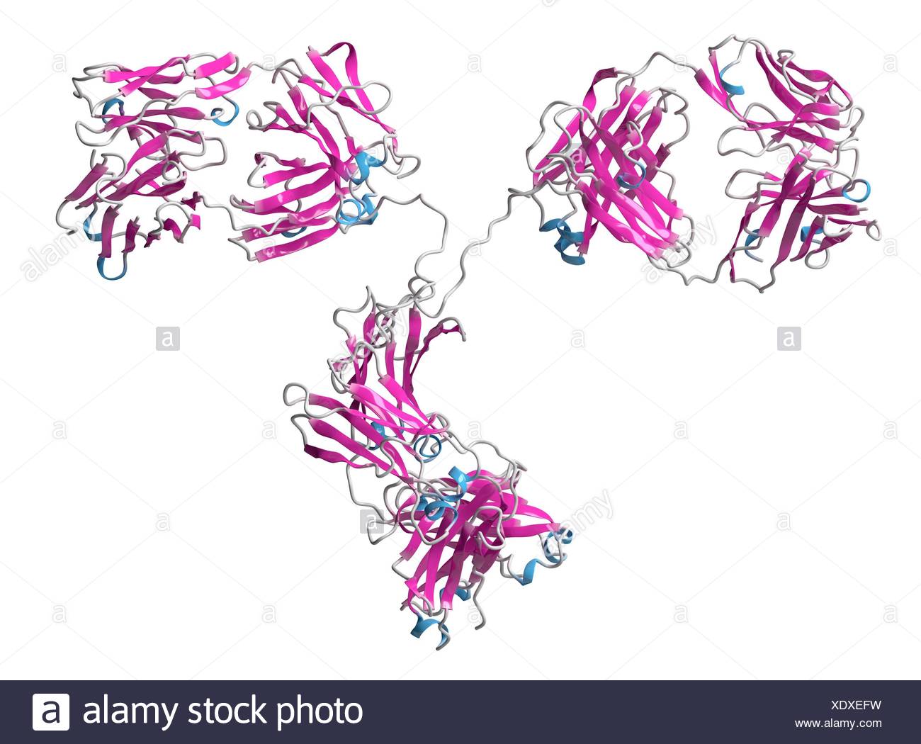 Monoclonal Antibody High Resolution Stock Photography and Images - Alamy