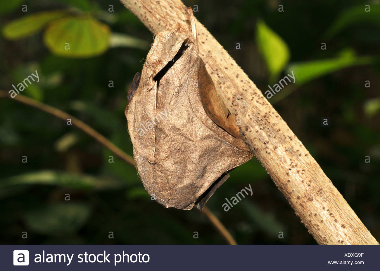 Cocoon To Butterfly Stock Photos & Cocoon To Butterfly Stock Images Alamy