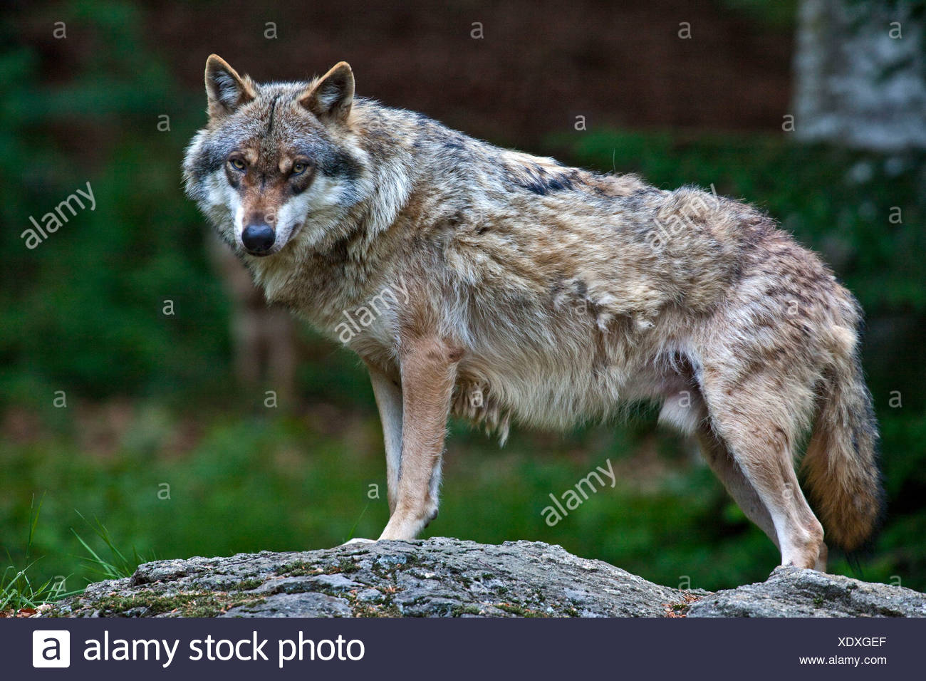 Greywolf Greywolves High Resolution Stock Photography and Images - Alamy