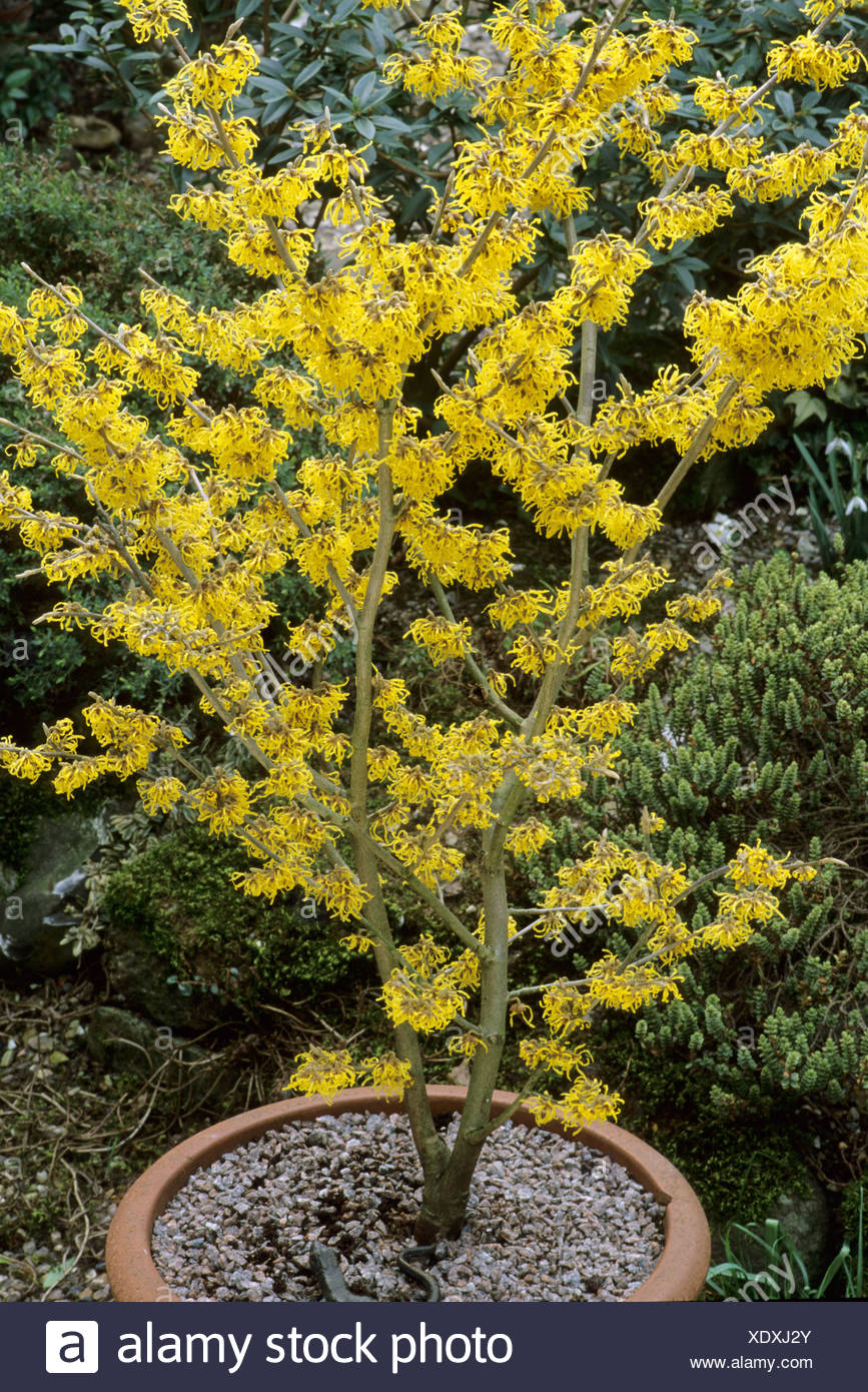 Witch Hazel In Container High Resolution Stock Photography and Images