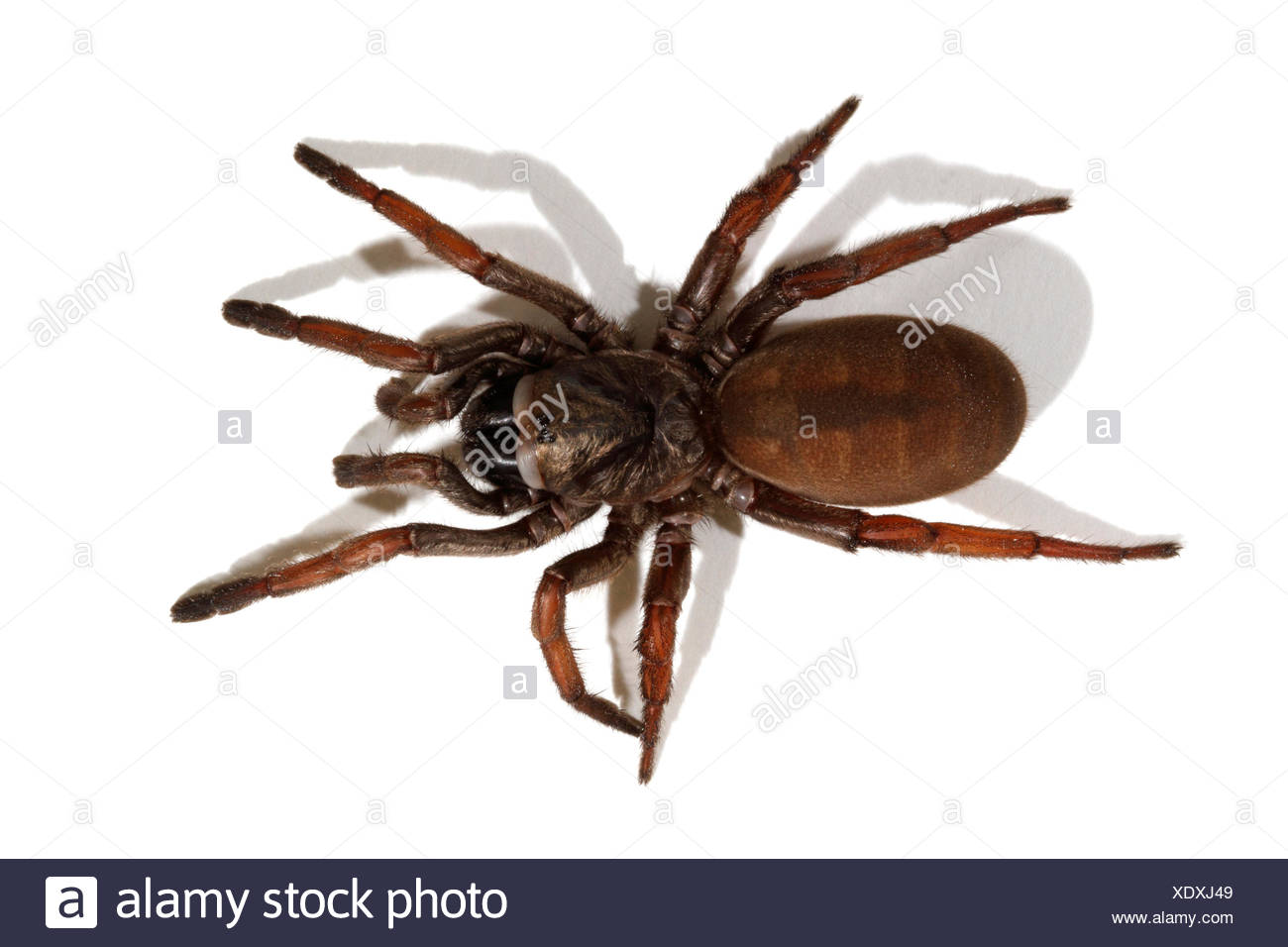 Sydney Brown Trapdoor Spider Misgolas Rapax Stock Photo