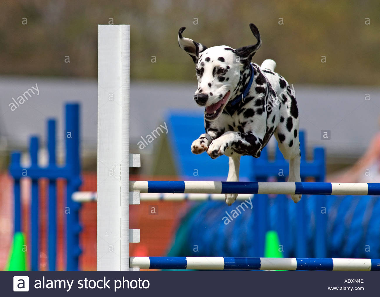 dalmatian agility