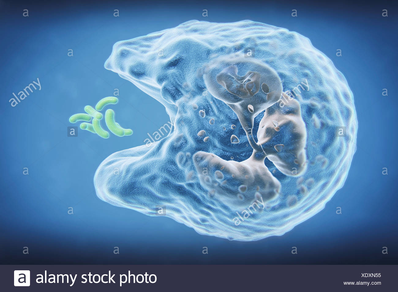 A White Blood Cell Engulfing Bacteria In Process Call