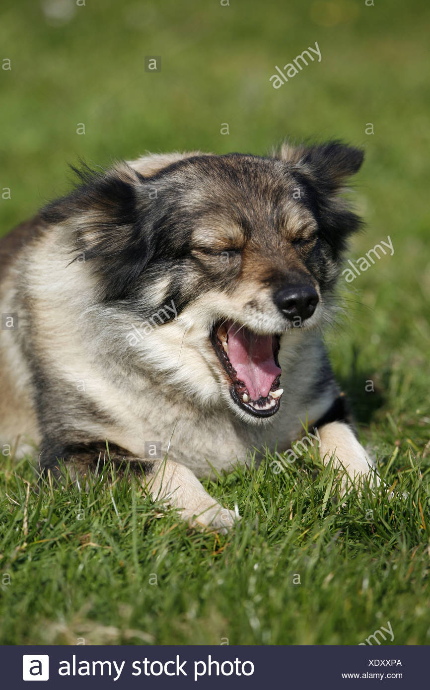 Alter Hund Stock Photos &amp; Alter Hund Stock Images Alamy