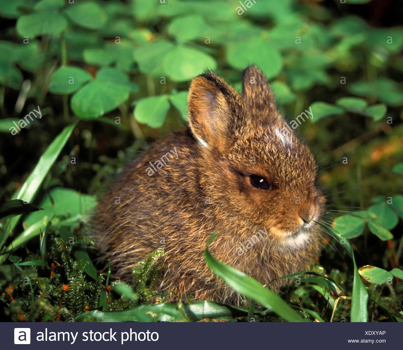 Brachylagus High Resolution Stock Photography and Images Alamy