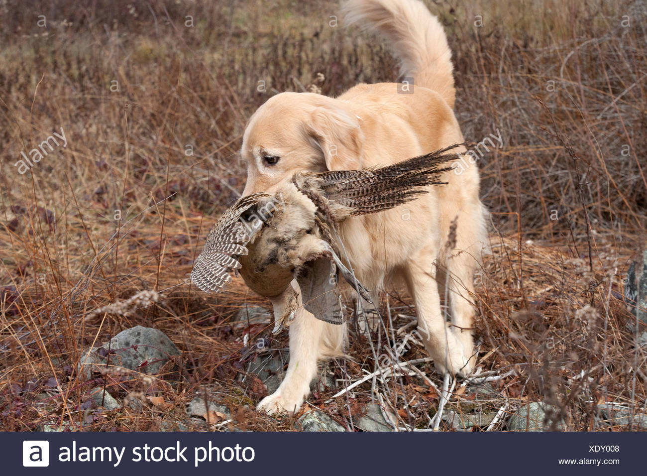 golden retriever bird