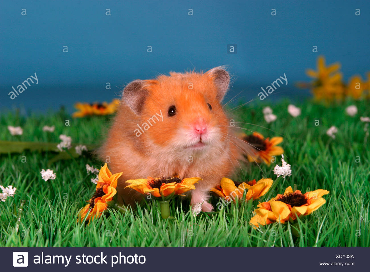 Long Haired Hamster High Resolution Stock Photography and Images Alamy