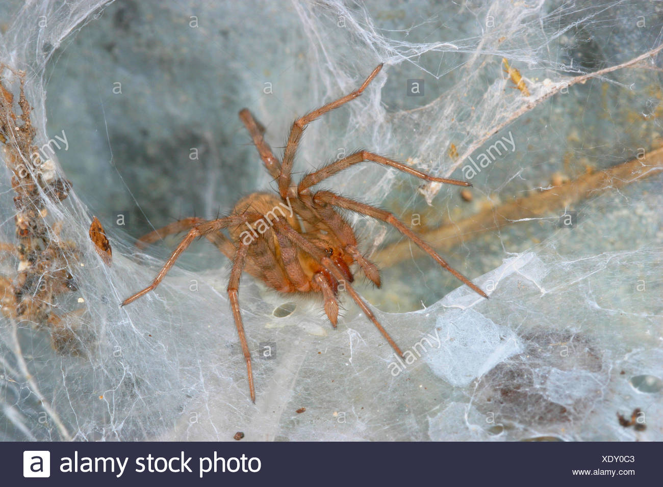 Winkelspinne Winkel Spinne Trichterspinne Trichter Spinne