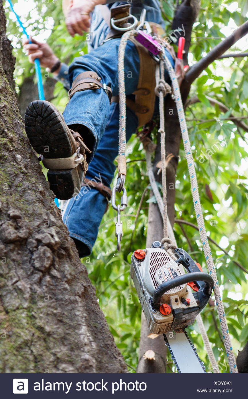 Tree Trimmer Stock Photos & Tree Trimmer Stock Images Alamy