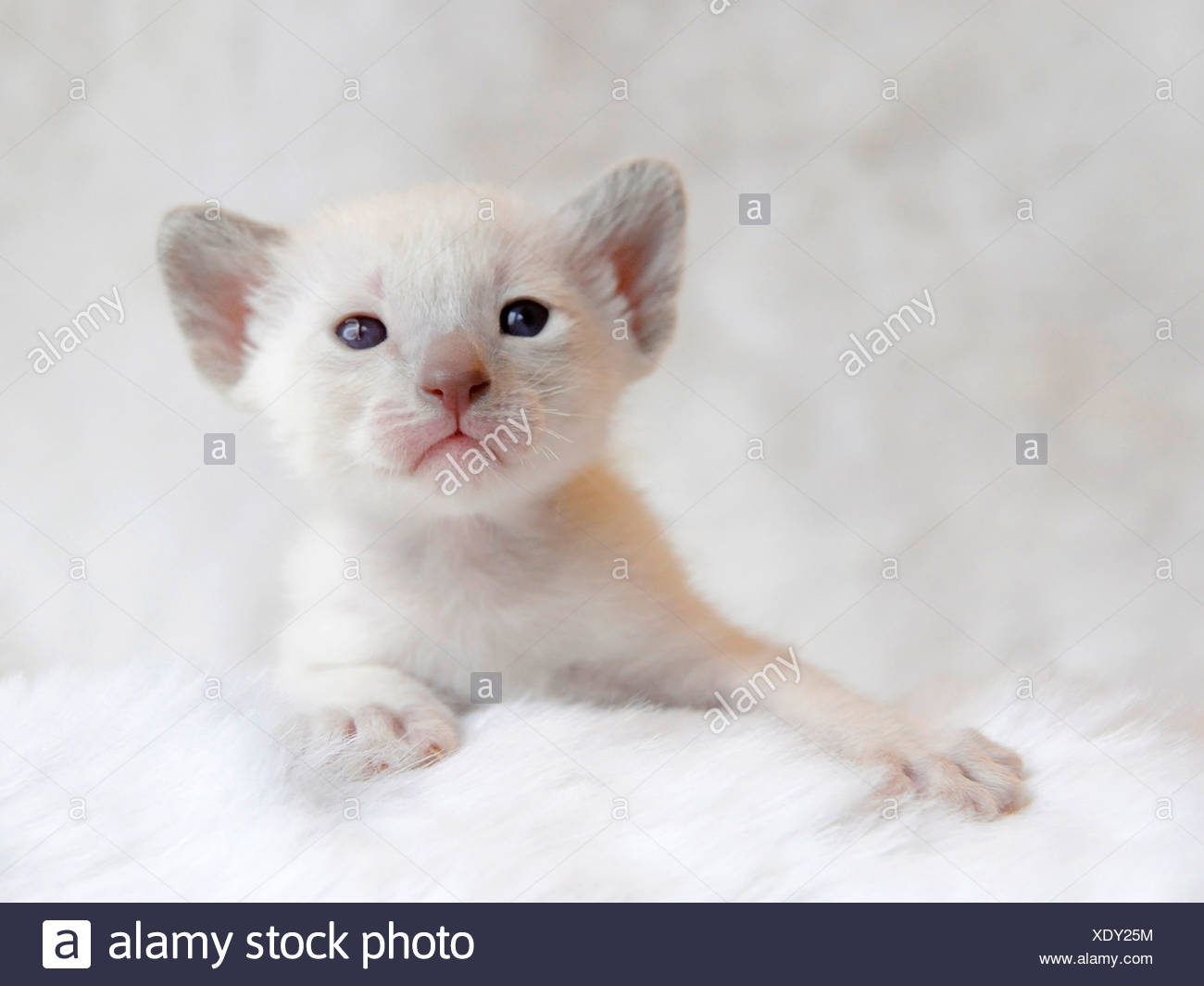 8 week old siamese kitten