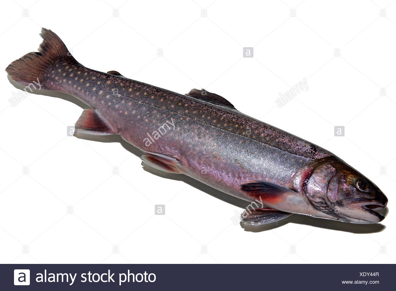 Brook Trout Stock Photos Amp Brook Trout Stock Images Alamy