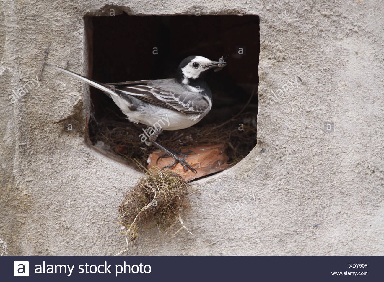 bird birds nest singing-bird bobolinks wagtail stilt bird birds nest feed Stock Photo