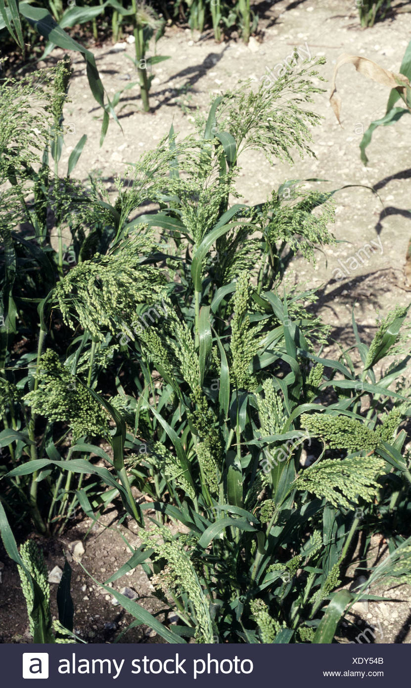 Millet Crop High Resolution Stock Photography and Images Alamy