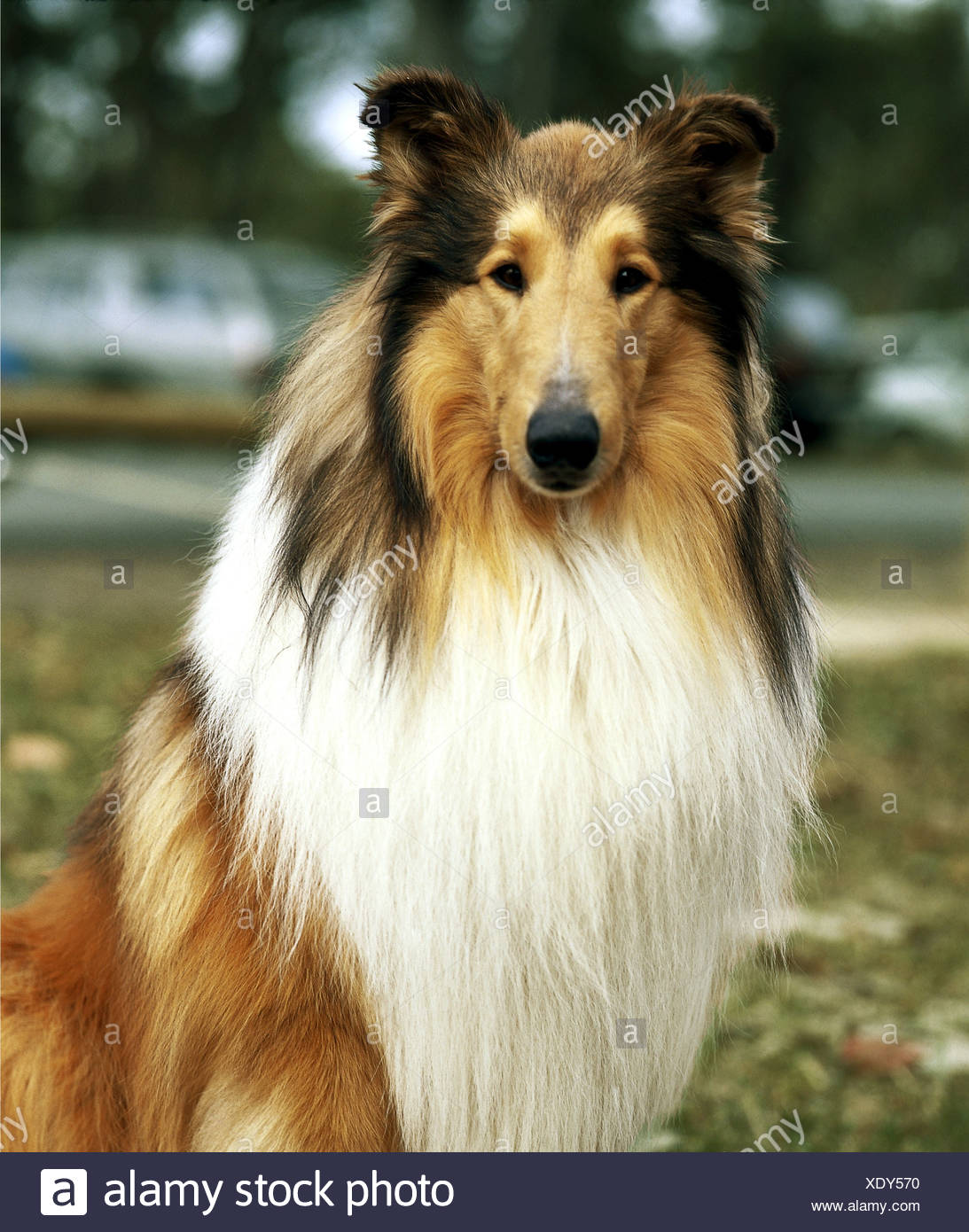 pictures of lassie dogs