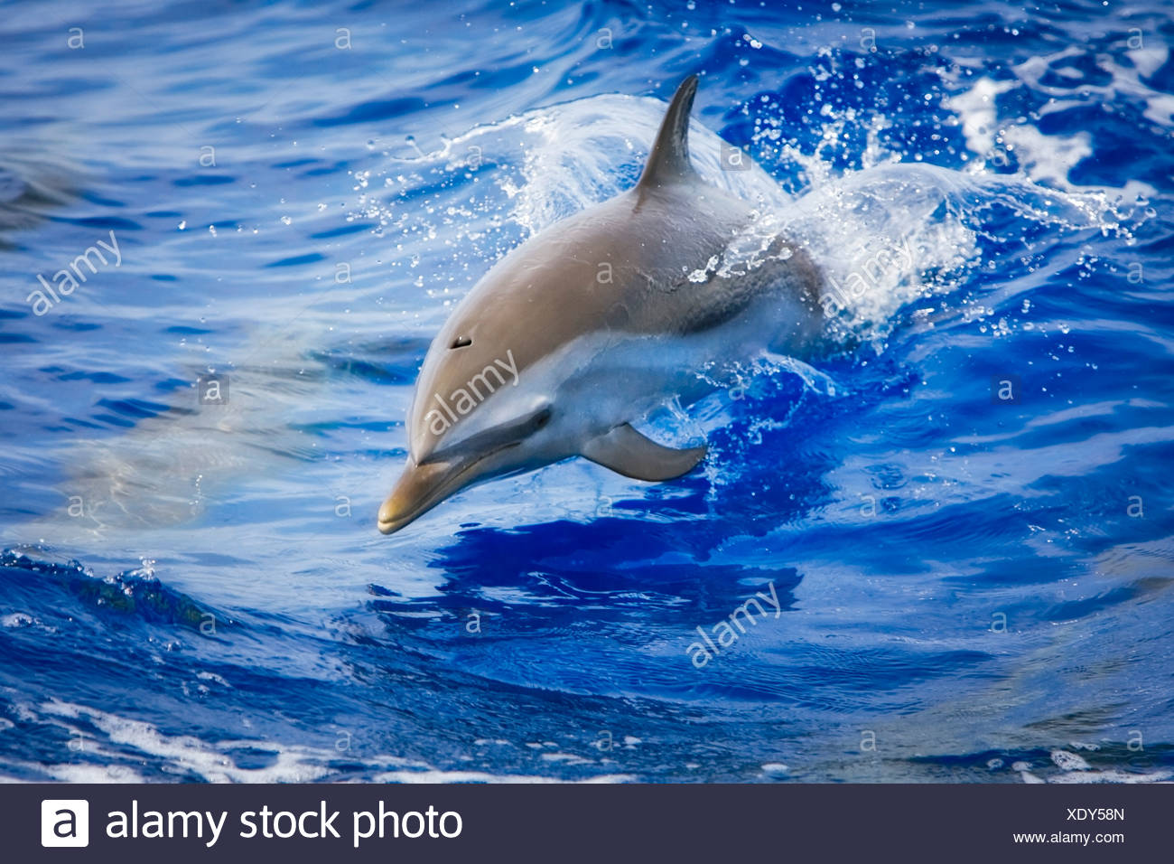 Spotted Dolphin High Resolution Stock Photography and Images - Alamy