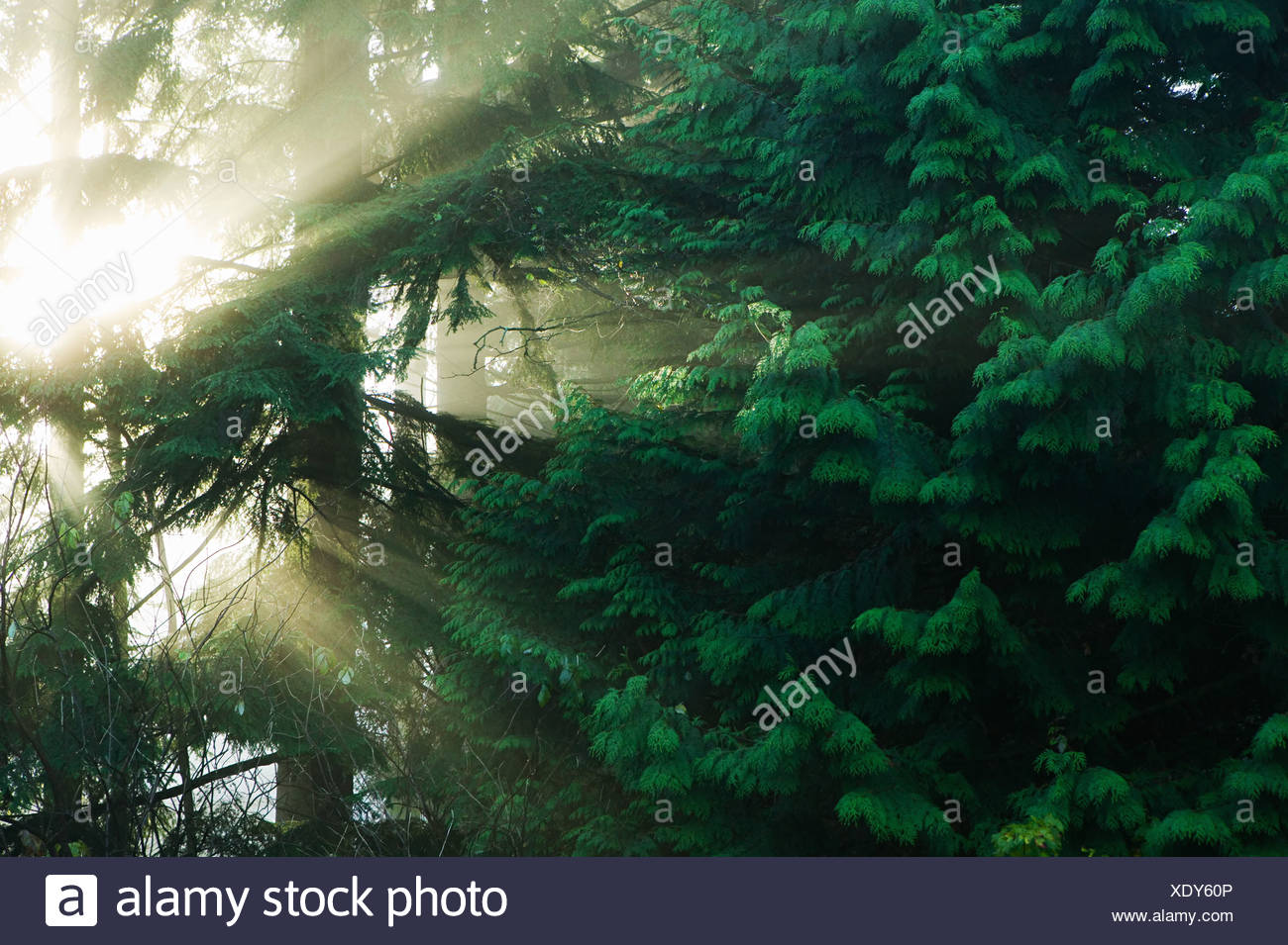 Sunlight Through Trees Stock Photos & Sunlight Through Trees Stock