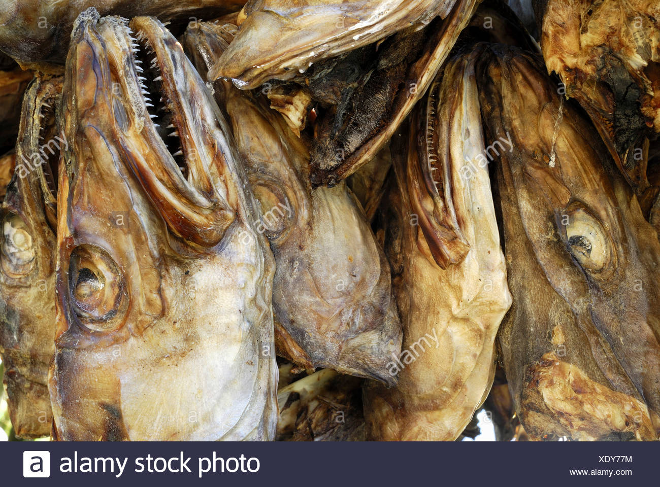 Dried Fish Closeup High Resolution Stock Photography and Images Alamy