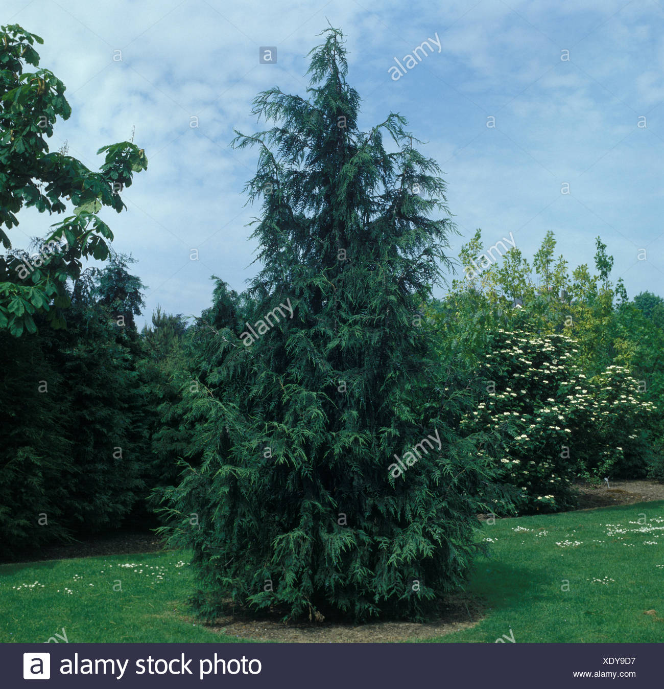 Chamaecyparis nootkatensis - Stock Image