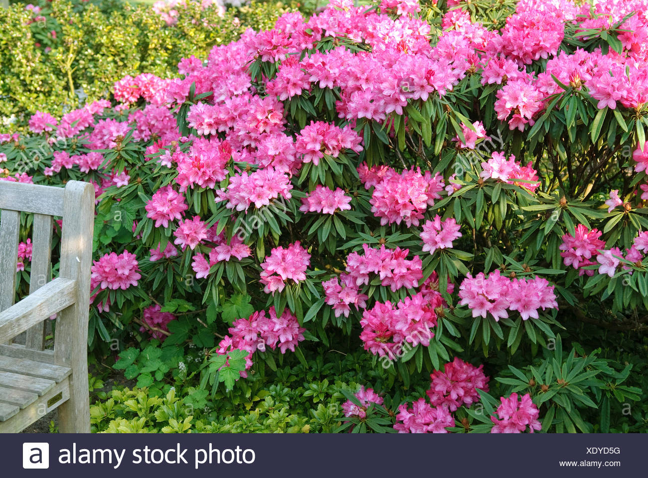 Fantastische Ideen Rhododendron Rosa Perle