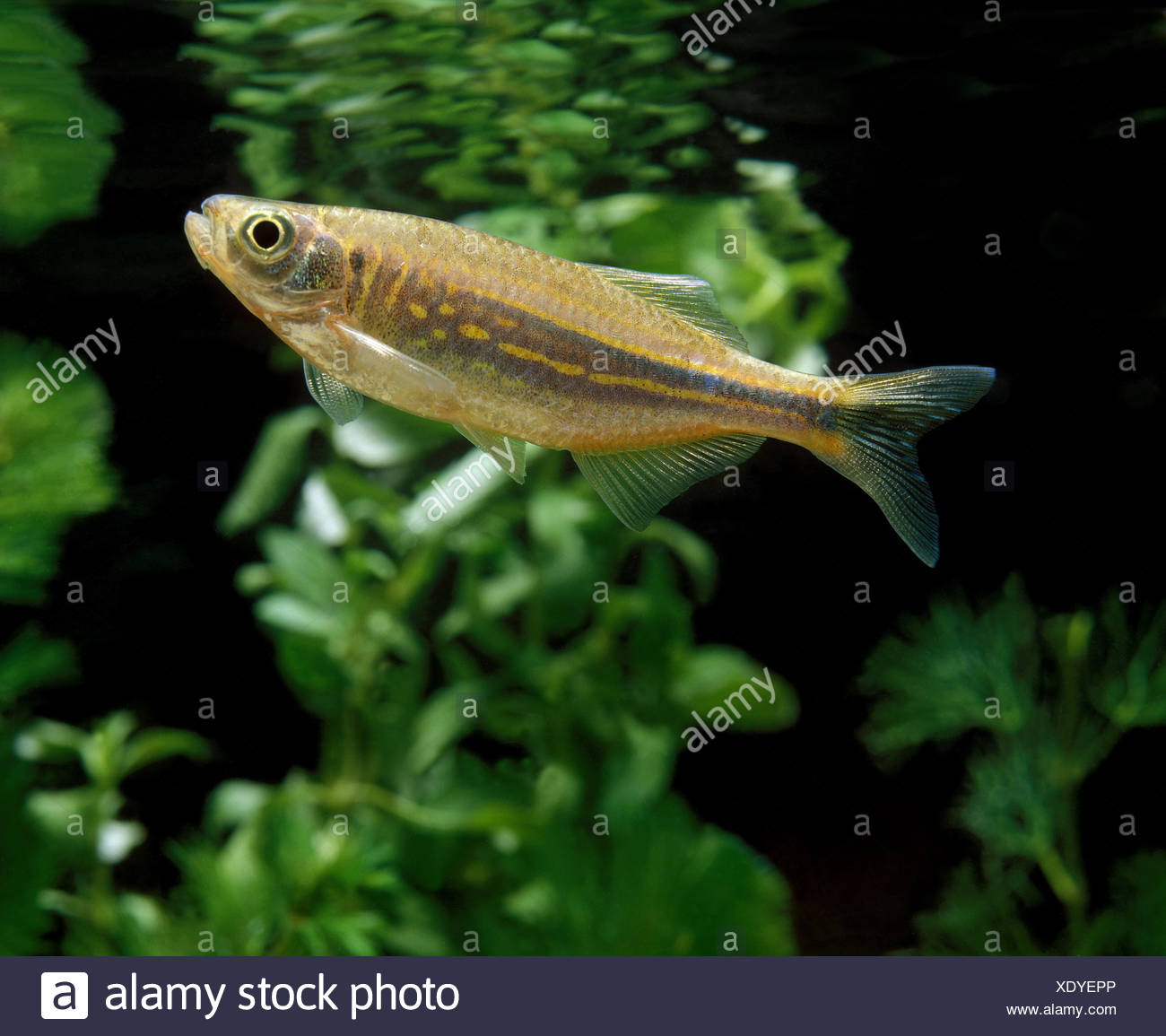 Danio Fish Stock Photos & Danio Fish Stock Images - Alamy