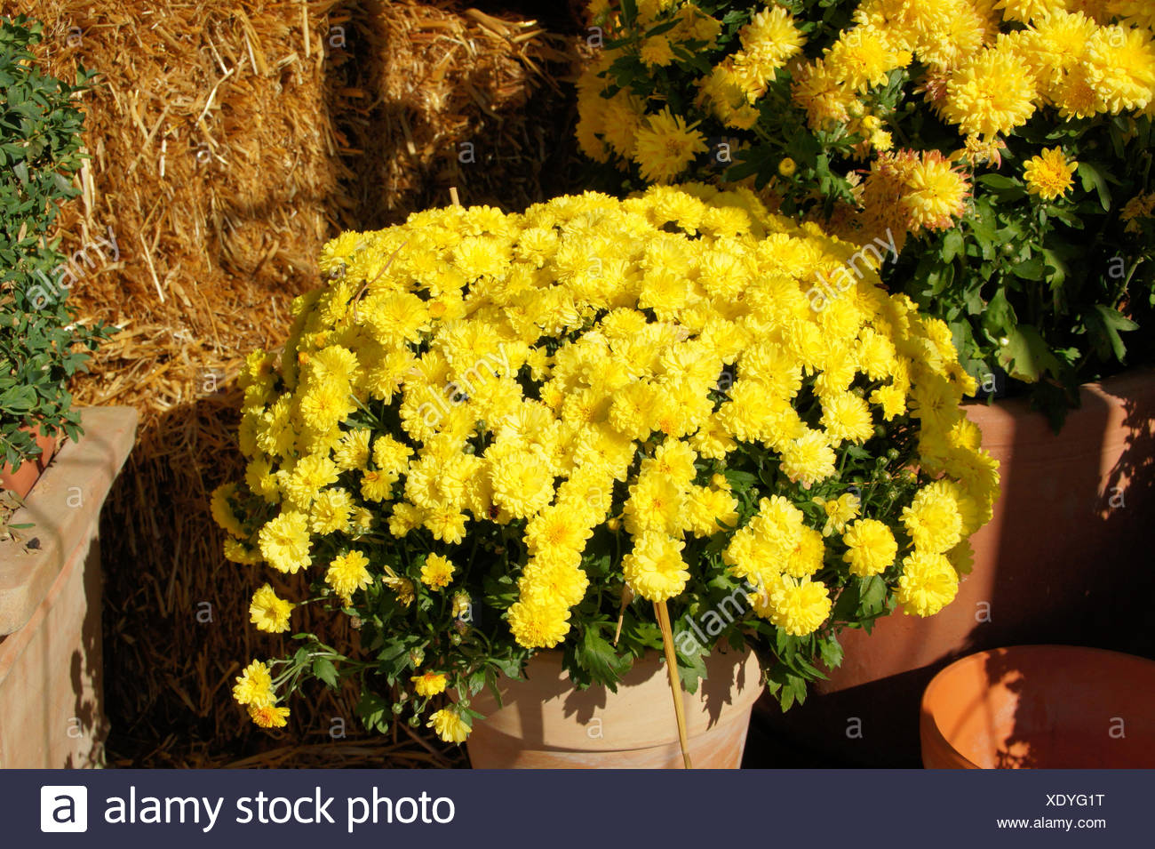 Marguerite Chrysanthemum Stock Photos Marguerite
