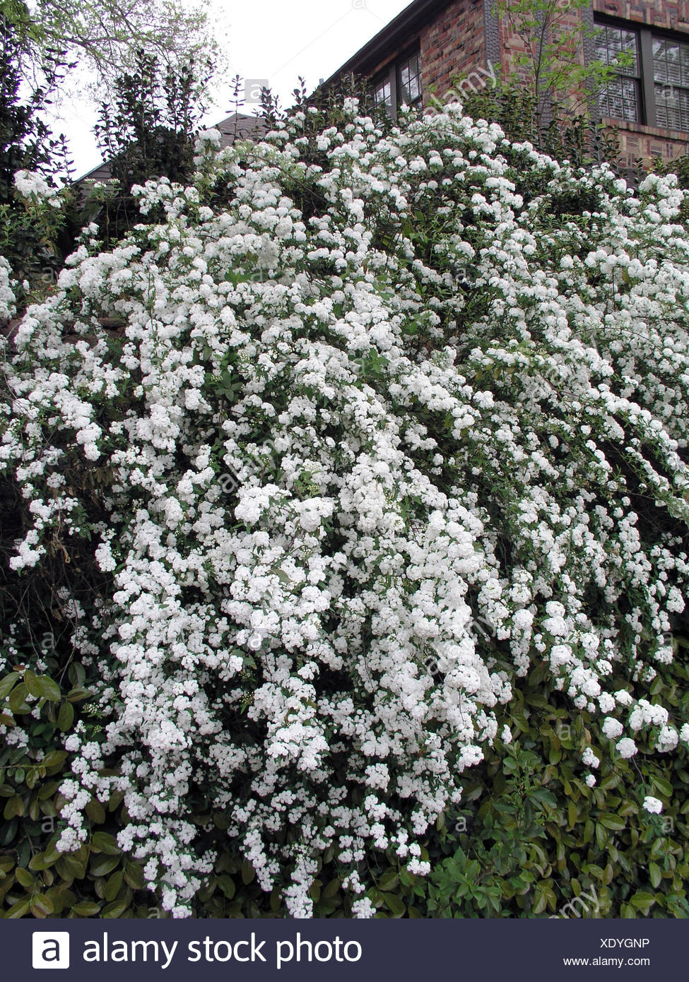 Spiraea X Vanhouttei Stock Photos & Spiraea X Vanhouttei Stock Images ...
