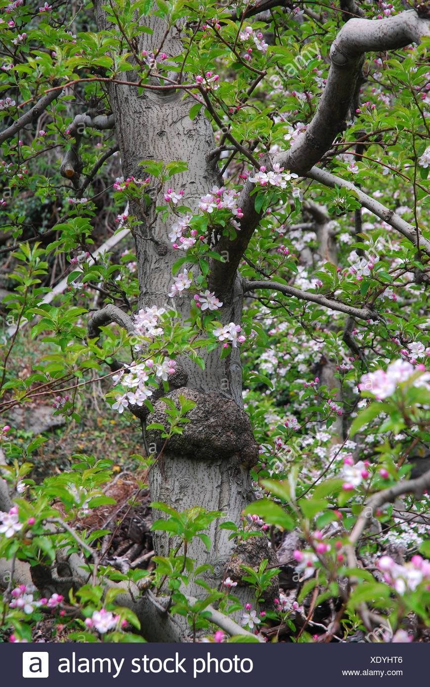 Apple Tree Blossoms Spring Italy South Tyrol Algund Apple Plantation Twigs Trunk Vinschgau Fruit Cultivation Trees Tree Fruit Tree Apple Blossom Blossoming Medium Close Up Stock Photo Alamy Apple Tree Blossoms Spring Italy South Tyrol Algund Apple Plantation Twigs Trunk Vinschgau Fruit Cultivation Trees Tree Fruit Tree Apple Blossom Blossoming Medium Close Up Stock Photo Alamy