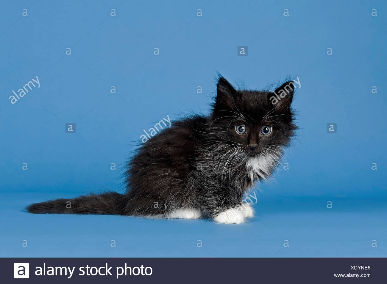 Norwegian Forest Kitten 7 Weeks Black And White Stock Photo