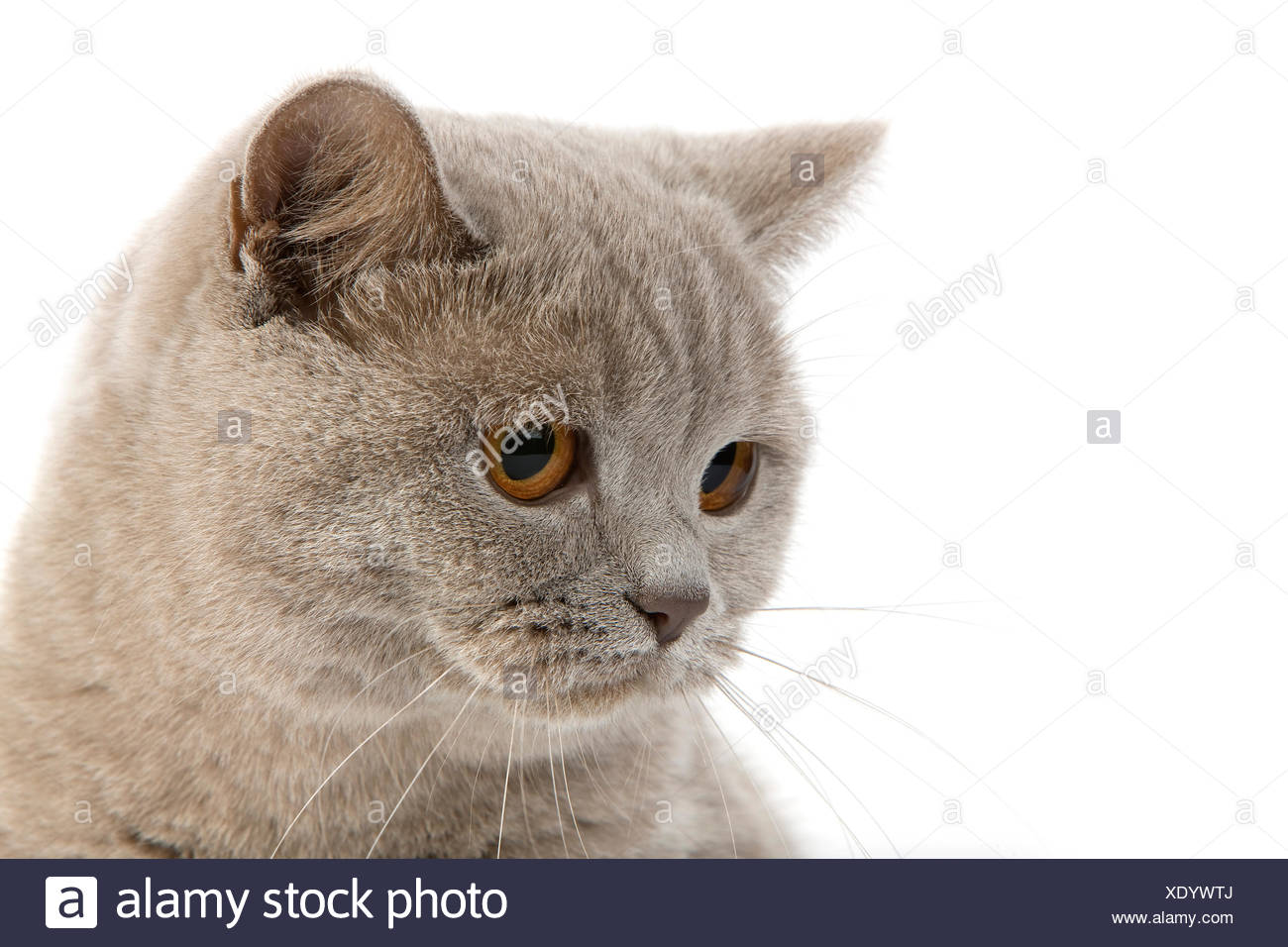 Lilac British Shorthair Cat Head Of Adult Female Stock Photo