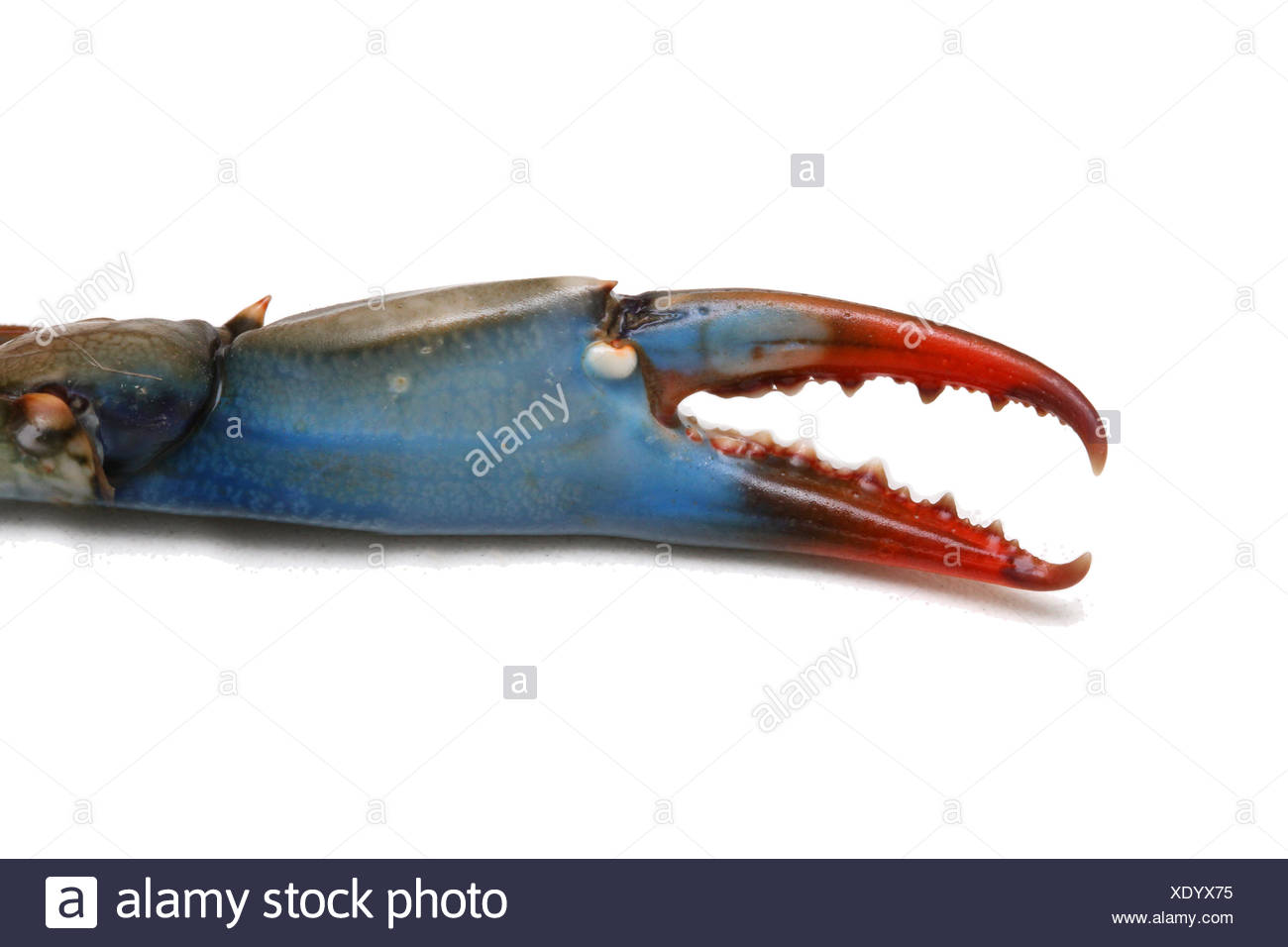 Blue crab claws fasadvanced